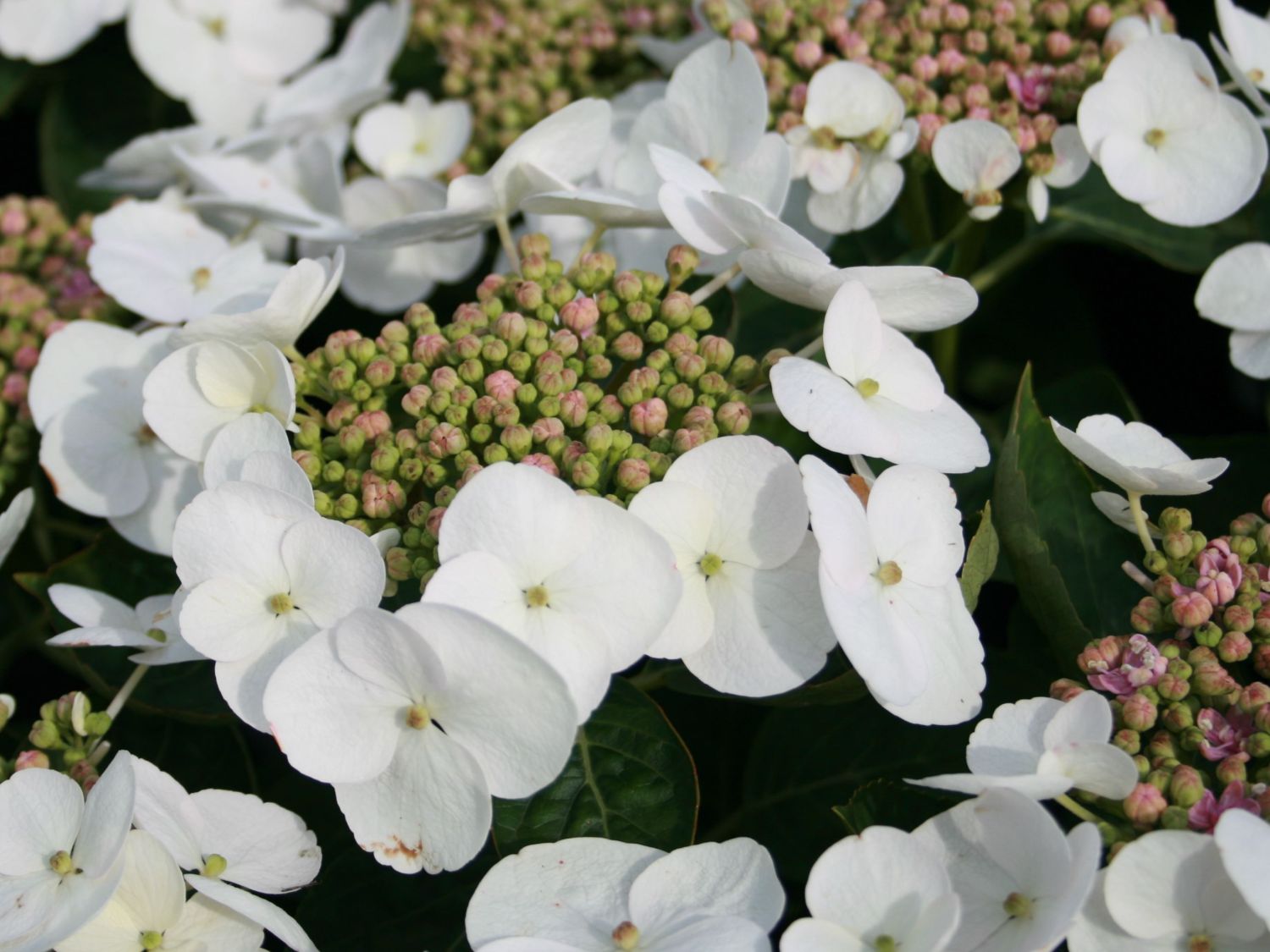 Hydrangea macrophylla teller white